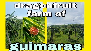 dragon fruit farm of guimaras dieselengine fishingadventure guimaras [upl. by Pressman372]