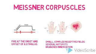 Cutaneous Mechanoreceptors  Meissner Corpuscles [upl. by Gastineau]