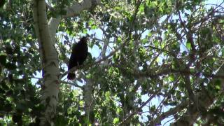 Common black hawk in Utah Buteogallus anthracinus [upl. by Beera]