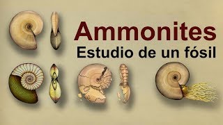 Ammonites Estudio de un fósil del Cretácico Divulgación [upl. by Lever]