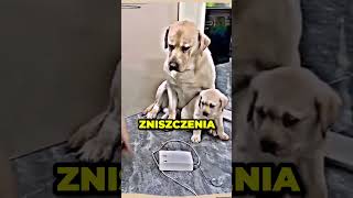 PSIA MAMA STANĘŁA W OBRONIE SWOJEGO SYNKA😱🐶 [upl. by Burkhart]