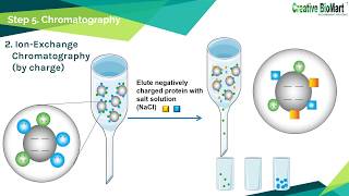 Protein Purification [upl. by Cooperman]