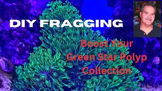 Fragging Green Star Polyps out of a Tupperware container [upl. by Foss]