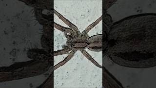 Wolf spider 🕷️🕷️🕷️🕷️🕷️ inconter short fypシ゚viral shortvideo viralshorts 2024 [upl. by Aramanta]