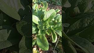 Comfrey The NutrientDense Superplant [upl. by Htebesile]