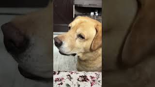 Funny dog video 😂😂😂😂😂😂😂😂 [upl. by Ahsikam]