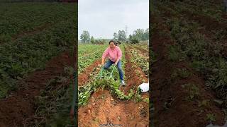 Sweet Potato 🍠🍠 Harvesting from Farm With Rural Farmer  High Yielding Sweet Potato shorts fruit [upl. by Ocnarfnaig204]