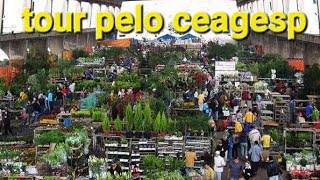 tour pelo ceagesp preços das flores 2023 ceagesp [upl. by Ynagoham]