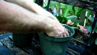 Make the ideal soil mixture for bromeliads [upl. by Phillane]