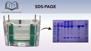 SDSPAGE GELELEKTROPHORESE [upl. by Wilterdink50]