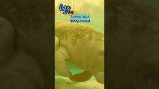 Menyusui Melalui Ketiak funfacts manatee [upl. by Itsa]