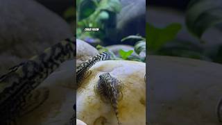 Sewellia lineolata Prachtflossensauger Aquascaping shortvideo aquarium aquascape plecofish [upl. by Victorie]