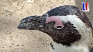 African Penguins  Brillenpinguine Wilhelma Stuttgart Germany 11052016 [upl. by Aicrag]