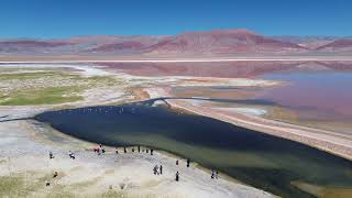 Laguna Carachi Pampa Antofagasta de la Sierra [upl. by Einre417]