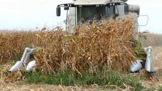 wow the great tri Harvest amp unload of corn grains HD video Feira do Milho [upl. by Anertal]