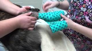 Using Sugar Wrap on Dogs Wound [upl. by Laenahtan]