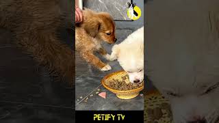 Puppy Food 🐶💕Petify Food Review Shrot dog puppy shorts review dogvideo cute Food [upl. by Mani]