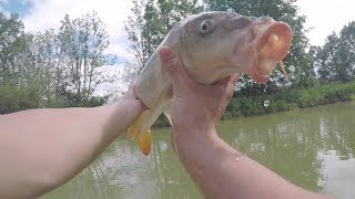 Angeln auf Karpfen am Teich  Karpfenangeln 2017 [upl. by Arjun]