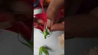 Dissection of hibiscus flower  without bio lab Part 7 [upl. by Barn]