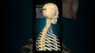 Scalenus Medius muscle humanbody shoulder anatomy humananatomy humananatomyandphysiology skul [upl. by Leonsis908]