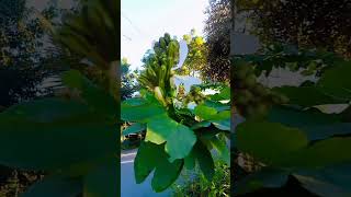 কাঞ্চন ফুল৷৷ Bauhinia acuminata Plant৷৷ nature shortvideo trending kanchanphool [upl. by Anirdua100]