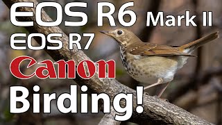 Canon R6 Mark II amp R7 Bird Photography [upl. by Enialem]