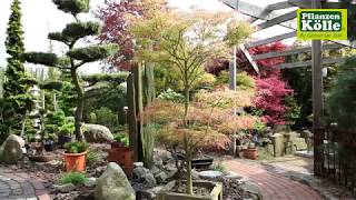 Gartengestaltung Japanischer Ahorn I PflanzenKölle [upl. by Bowie]