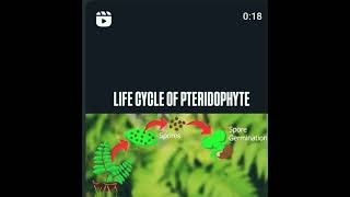 Life cycle of pteridophytes Stages of pteridophytes phases of pteridophytes [upl. by Chao976]