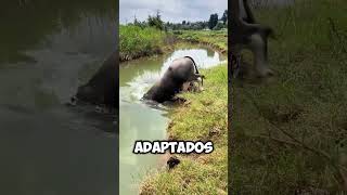 Este BÚFALO desaparece BAJO el AGUA 😱 [upl. by Aribold965]