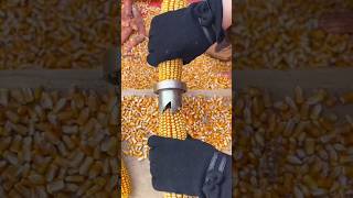 Corn cutter shortvideo china respect [upl. by Renfred]