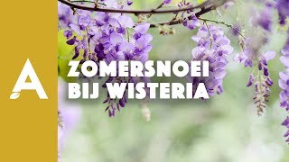 Zomersnoei bij wisteria of blauwe regen I Een groener thuis 47 I Angelo Dorny [upl. by Annora451]