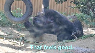 Gorilla Gentaro enjoys his own time【Kyoto city zooGorilla Fam】 [upl. by Airenahs]