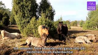 Dülmener Pferde die Freunde der Heidschnucken in der Lüneburger Heide [upl. by Jaenicke352]