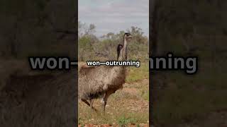 The Great Emu War of Australia [upl. by Diehl]