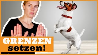 In der Hundeerziehung Führung übernehmen I Dem Hund richtig Grenzen setzen I Frustrationstoleranz [upl. by Raddie834]