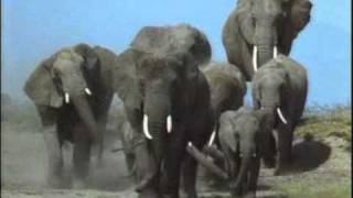 African elephant video Loxodonta africana 8 [upl. by Nnire556]