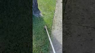 Let the cut do the talking 🔥 lawnservice youtube [upl. by Llovera]