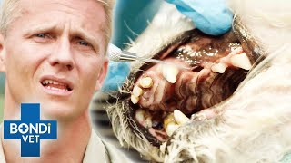 Top 5 Rotten Teeth Procedures 🤮🦷 Compilation  Bondi Vet [upl. by Annaehr484]