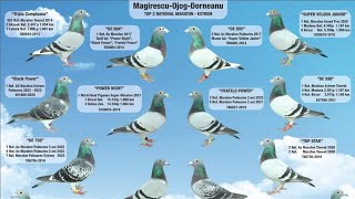 Prezentare pui licitatie Magirescu Ojog Dorneanu [upl. by Begga]