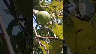 Common guava  psidium guajava  पेरू shorts nature youtubeshorts ytshorts [upl. by Barbuto]