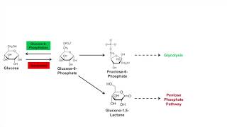 Glycogen Synthesis Glycogenesis Pathway [upl. by Vardon]