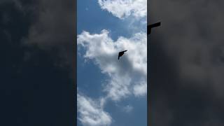 B2 Stealth bomber flyover [upl. by Ancelin]