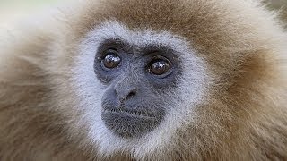 Whitehanded Gibbon singing Kaeng Krachan NP Thailand [upl. by Aidroc]