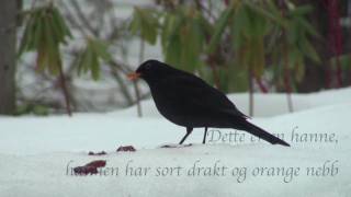 Svarttrost hagens vakreste sang [upl. by Zorah237]