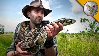 Giant Snake of the Everglades  The Invasive Burmese Python [upl. by Harden845]