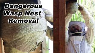 Destroying A Dangerous Wasp Nest  1st Yellowjacket Nest Removal of 2024 Mousetrap Monday [upl. by Borlase221]