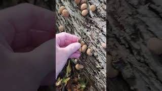 Stump puffball invasion Stump puffballs Apioperdon pyriforme old name Lycoperdon pyriforme [upl. by Reggie]