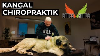 XXL Kangal behandeln Bones Hands Animals Chiropraktik [upl. by Meaghan]