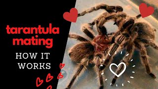 Tarantula Mating How It Works [upl. by Abeh]