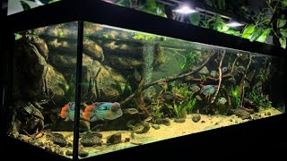 Beautiful South American Cichlids Tank  World Largest Aquarium Cichlid [upl. by Seilenna]